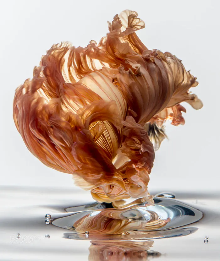 This Thai Photographer Captures Aquarium Fish Like No Other