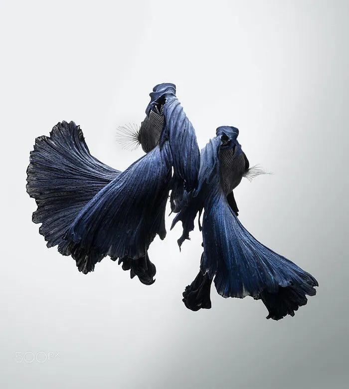 This Thai Photographer Captures Aquarium Fish Like No Other