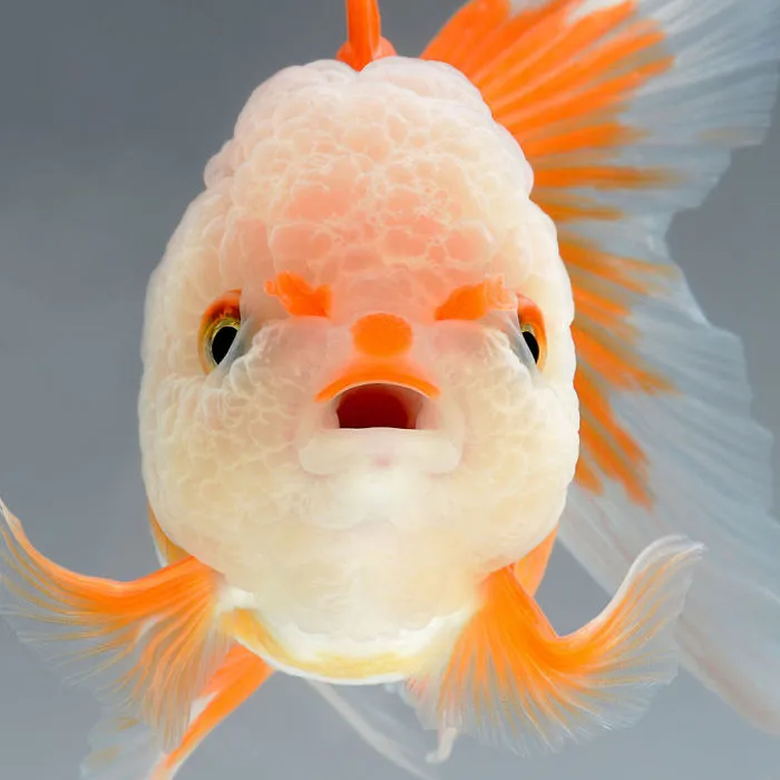 This Thai Photographer Captures Aquarium Fish Like No Other