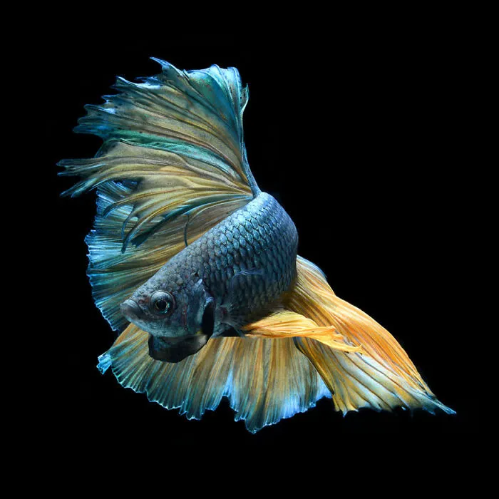 This Thai Photographer Captures Aquarium Fish Like No Other