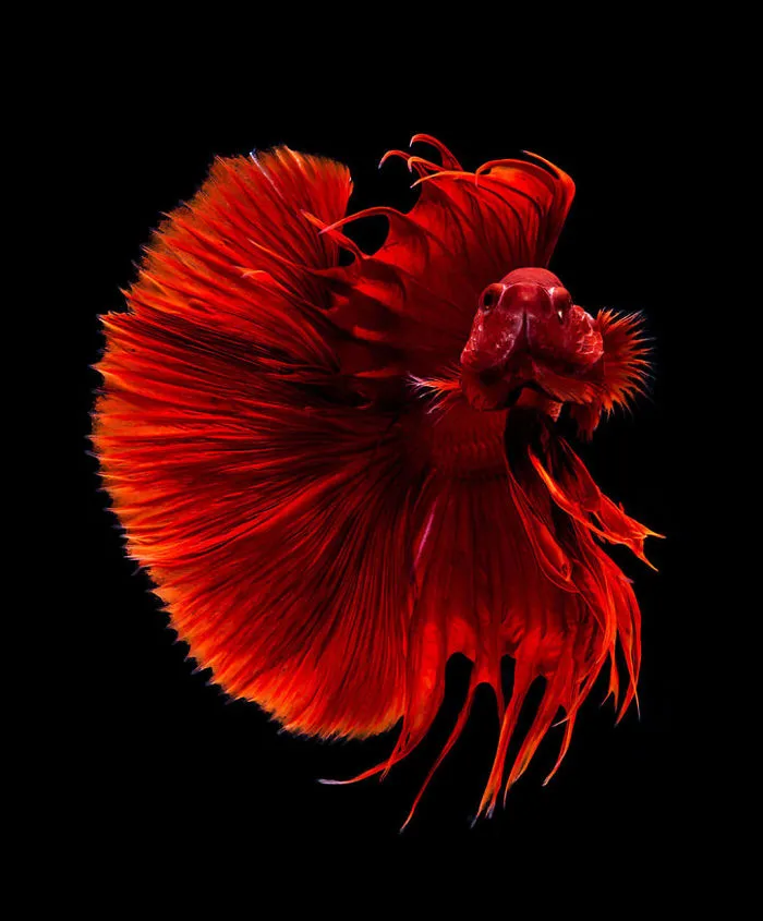 This Thai Photographer Captures Aquarium Fish Like No Other