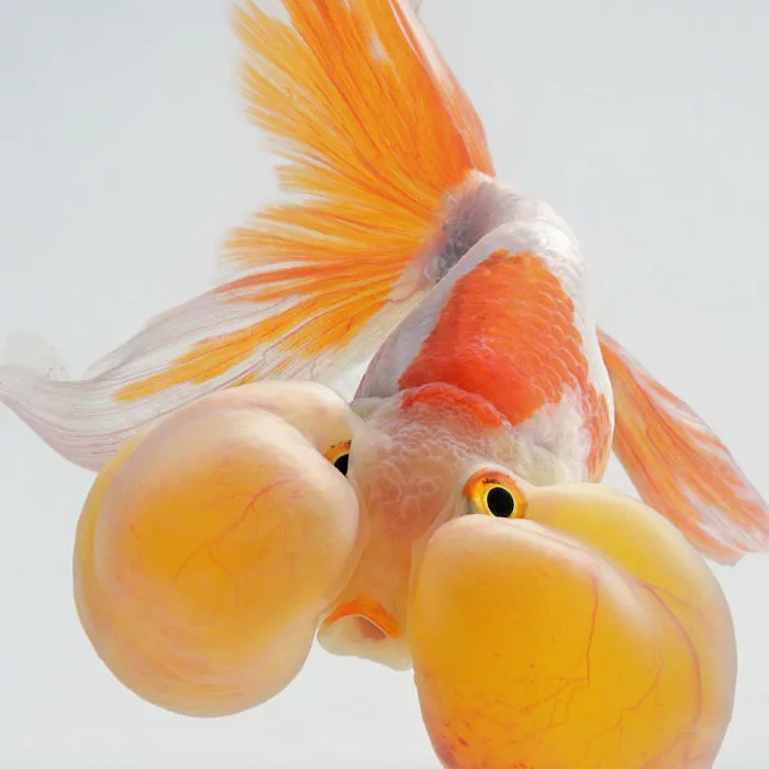 This Thai Photographer Captures Aquarium Fish Like No Other