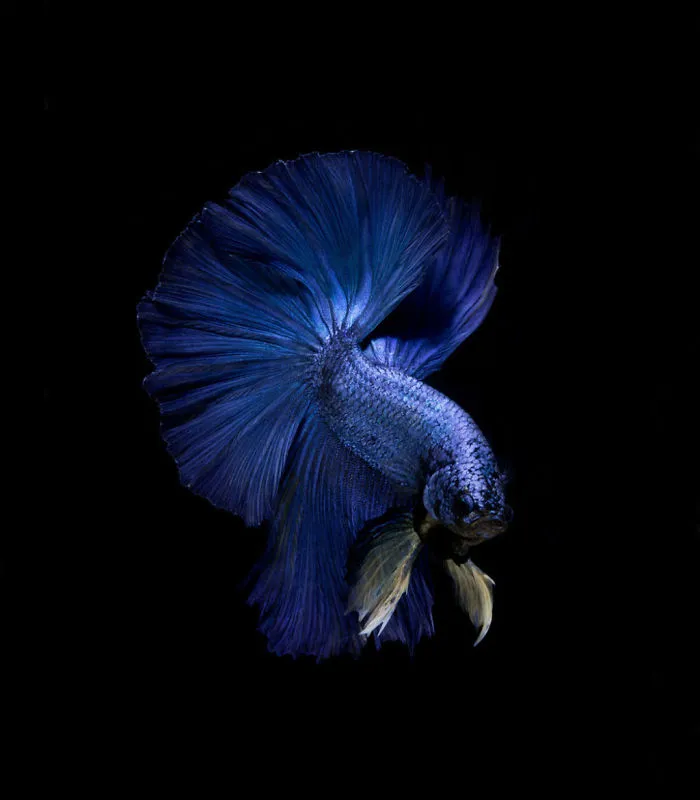 This Thai Photographer Captures Aquarium Fish Like No Other