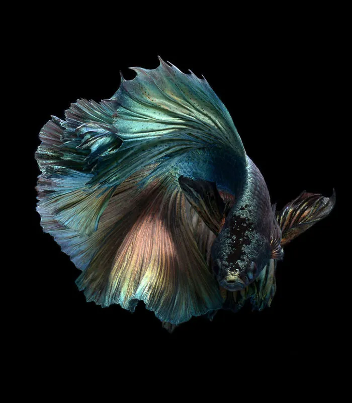 This Thai Photographer Captures Aquarium Fish Like No Other
