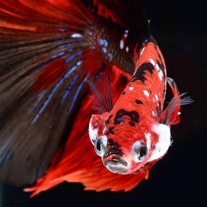 This Thai Photographer Captures Aquarium Fish Like No Other