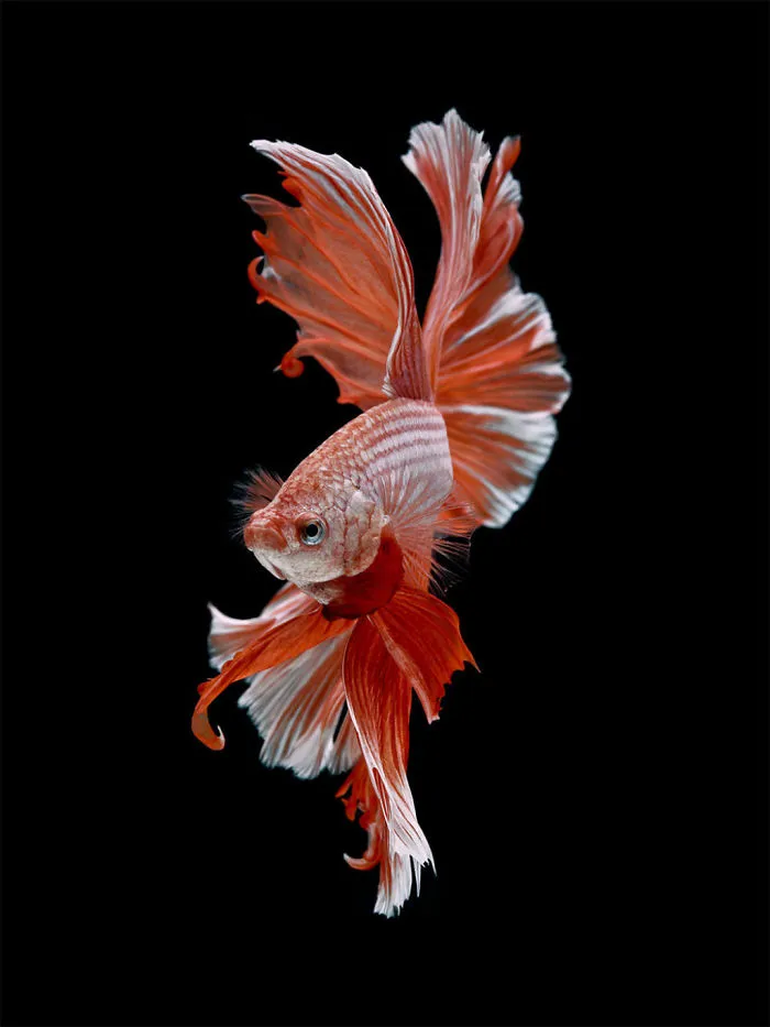 This Thai Photographer Captures Aquarium Fish Like No Other