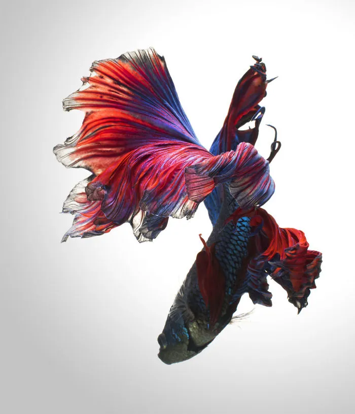 This Thai Photographer Captures Aquarium Fish Like No Other