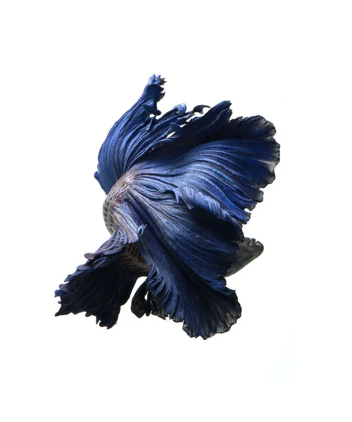 This Thai Photographer Captures Aquarium Fish Like No Other