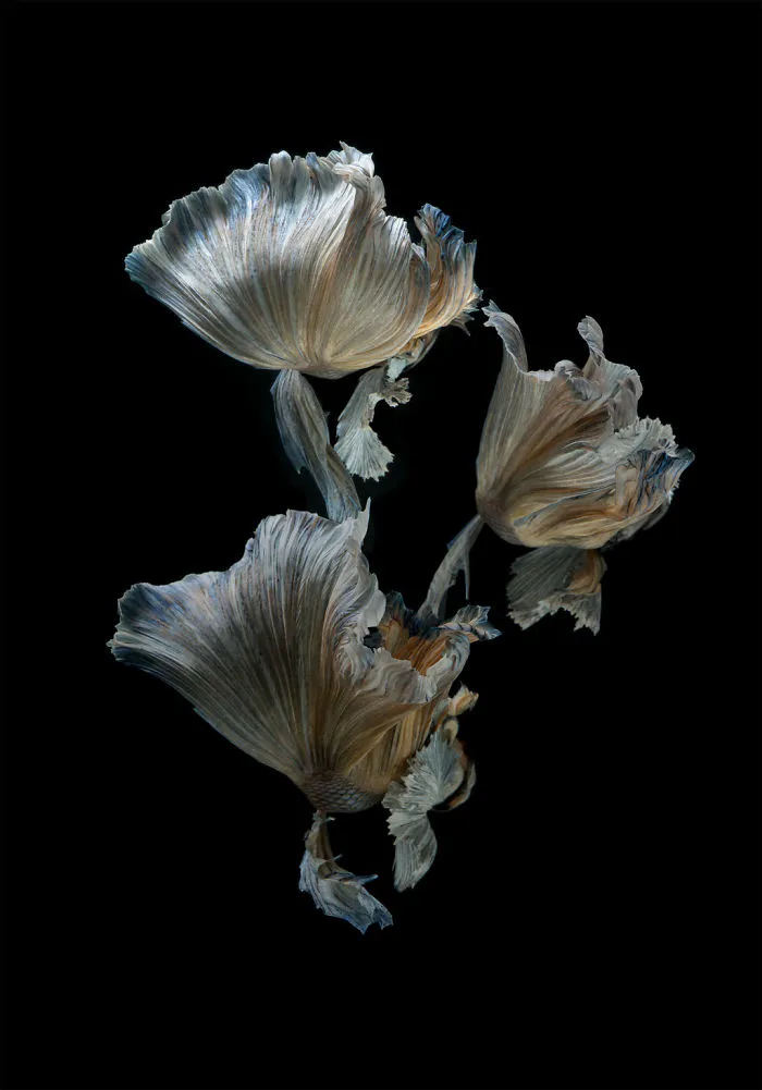 This Thai Photographer Captures Aquarium Fish Like No Other