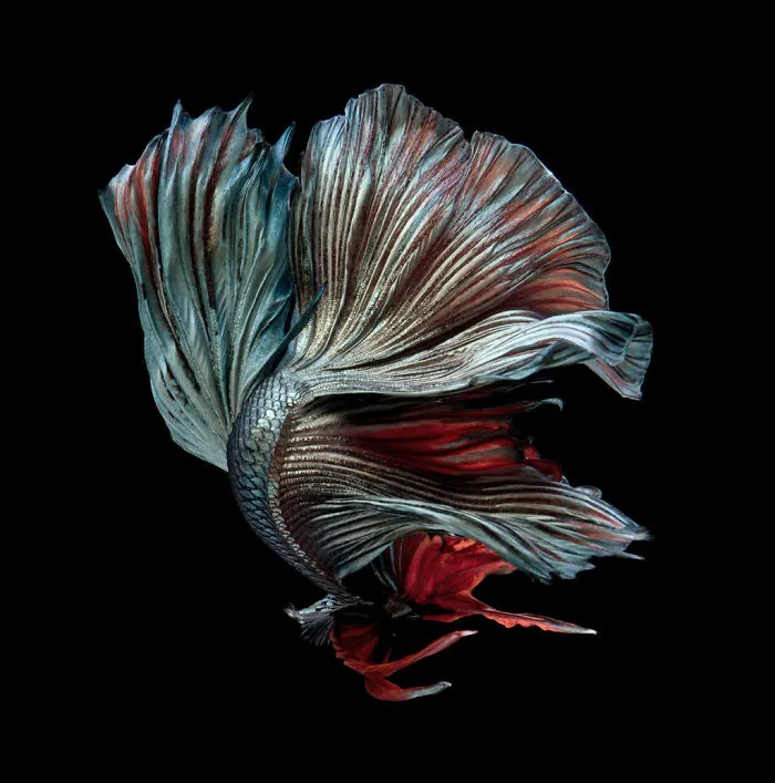 This Thai Photographer Captures Aquarium Fish Like No Other
