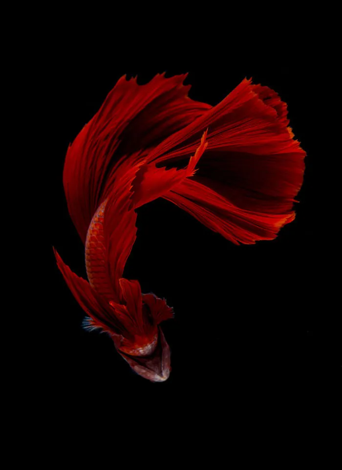 This Thai Photographer Captures Aquarium Fish Like No Other