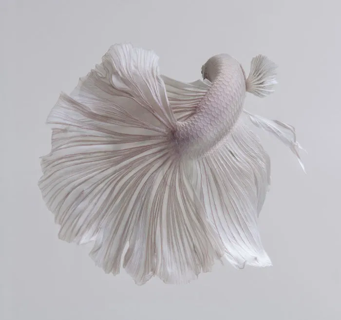 This Thai Photographer Captures Aquarium Fish Like No Other