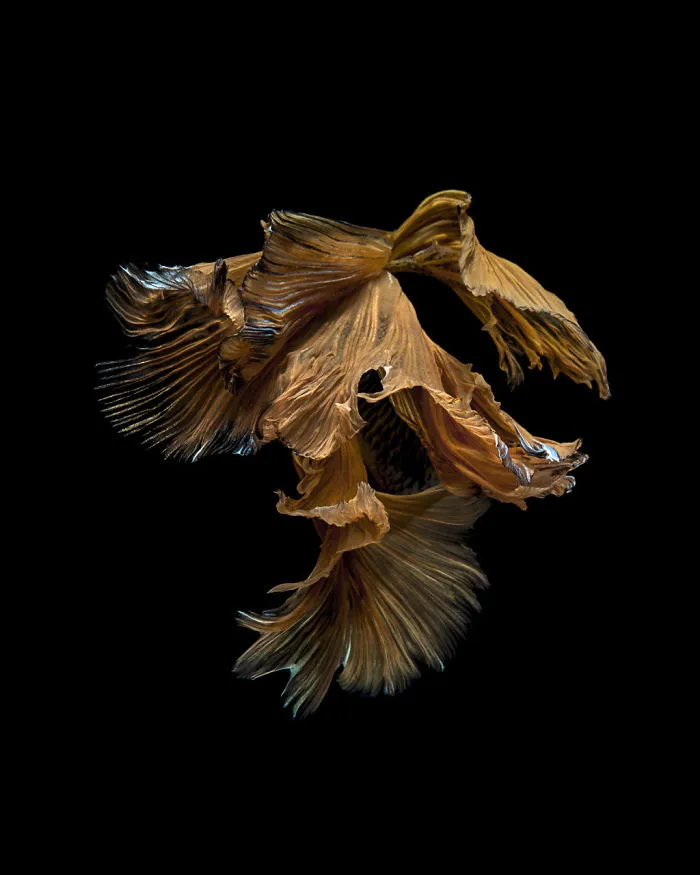 This Thai Photographer Captures Aquarium Fish Like No Other
