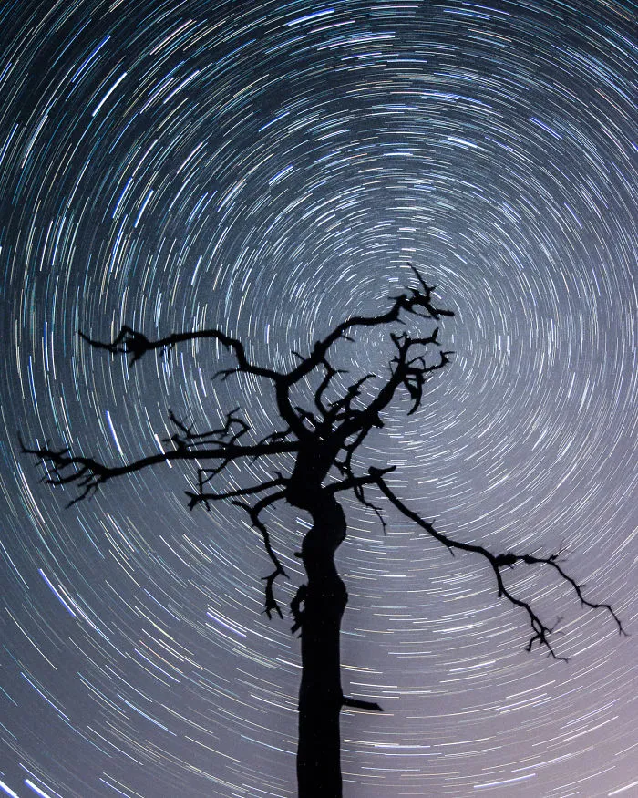 The Old Tree
