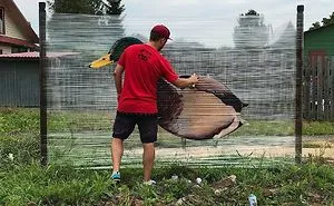 I Painted A Duck On A Plastic Wrap