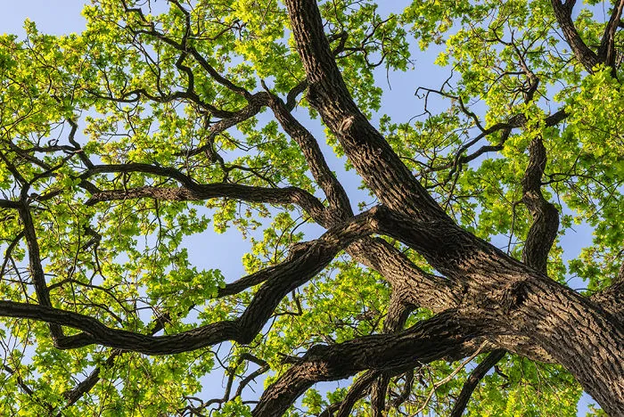 Wide Color Photography Of Massive Oak Tree