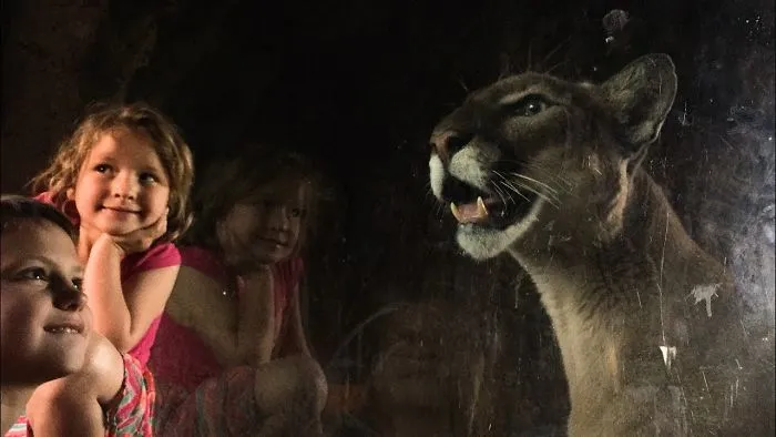 Kids Plays With A Mountain Lion!!!!