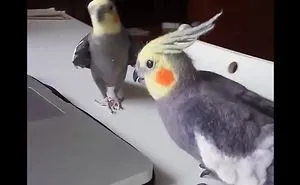 Real Cockatiel Sings For His Handmade Copy From Wool!