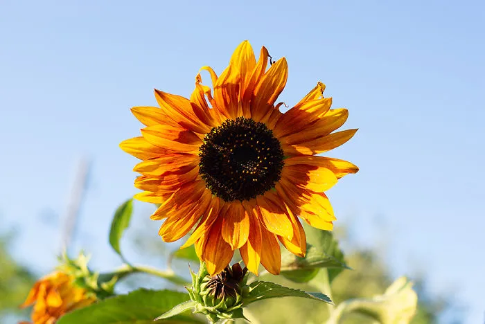 Yellow Sunflower On A Field