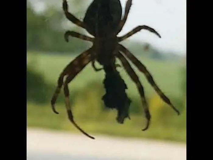 Spider Gets Nasty Surprise