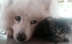 Rescued An Abandoned Kitten Left By The Road - My Dog Is A Big Fan So Far