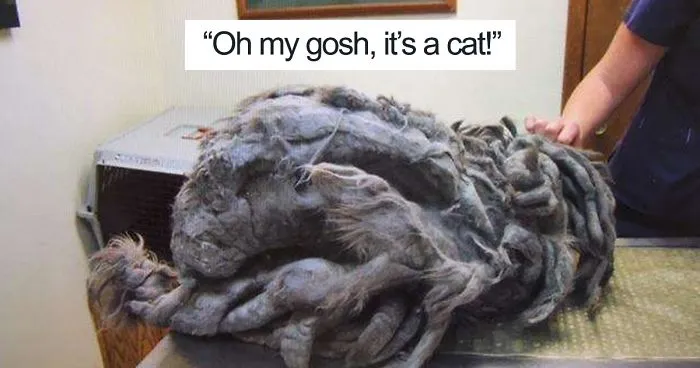 Someone Dumped A Cat At A Shelter Overnight In A Terrible Condition, But After Shaving Its Fur They Saw A True Beauty