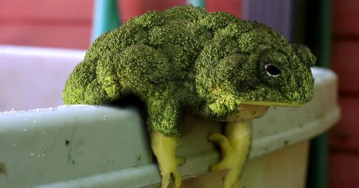 Photoshop Artists Combine Animals And Plants Into One Interesting Object