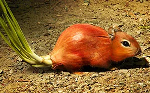 Photoshop Artists Combine Animals And Plants Into One Interesting Object