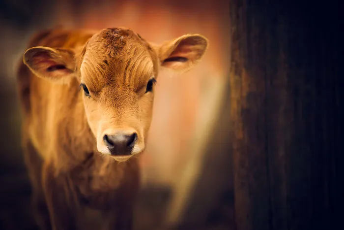 These Epic Photos Of Kids And Barnyard Animals Will Make You Wish You Grew Up On A Farm