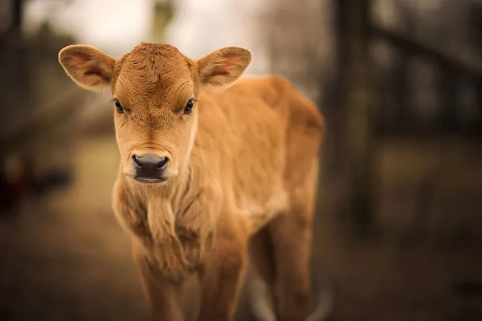These Epic Photos Of Kids And Barnyard Animals Will Make You Wish You Grew Up On A Farm