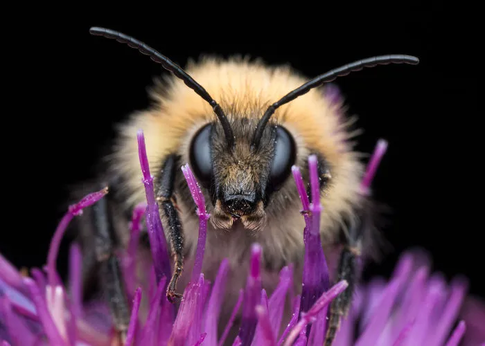 These Portraits Of Insects Will Make You Look At Them In A Whole New Light