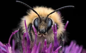 These Portraits Of Insects Will Make You Look At Them In A Whole New Light