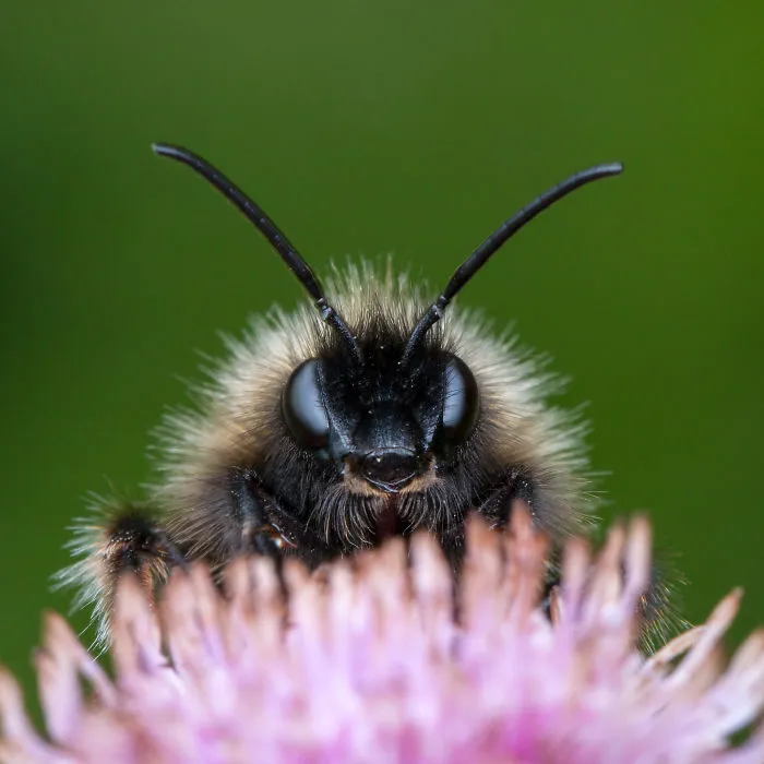 These Portraits Of Insects Will Make You Look At Them In A Whole New Light