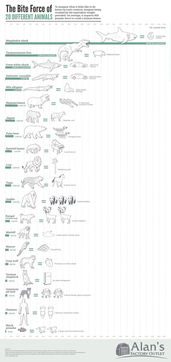 The Bite Force Of Different Animals
