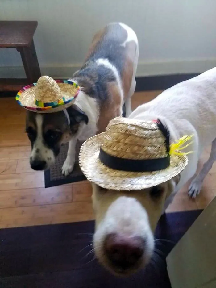 Mi novia me dijo que fuera a por comida y yo, como persona racional, compré sombreros para perros. Resulta que tenía hambre