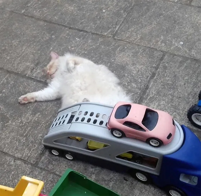 Casi me da un infarto cuando mi marido me dijo que habían atropellado al gato. Luego me mandó esta foto
