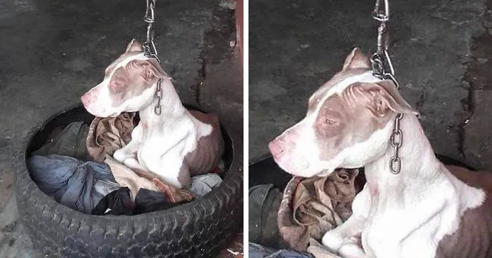 Dog Kept On Such A Short Chain She Could Never Rest Her Head Is Finally Rescued And The After Pics Will Bring You Joy