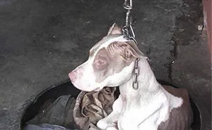 Dog Kept On Such A Short Chain She Could Never Rest Her Head Is Finally Rescued And The After Pics Will Bring You Joy