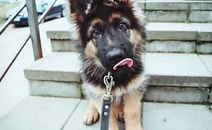 378 Of The Cutest Puppies Ever