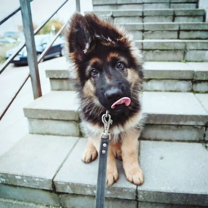 Future Dog Tinder Superstar