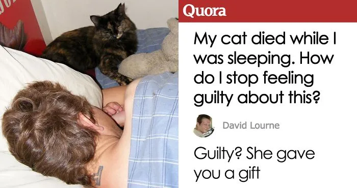 Someone Asks How They Can Stop Feeling Guilty After Their Cat Dies In Their Bedroom, The Internet Delivers