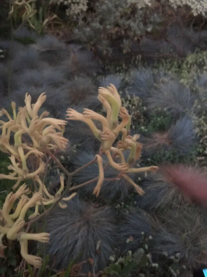 These Plants Look Like Tiny Hands