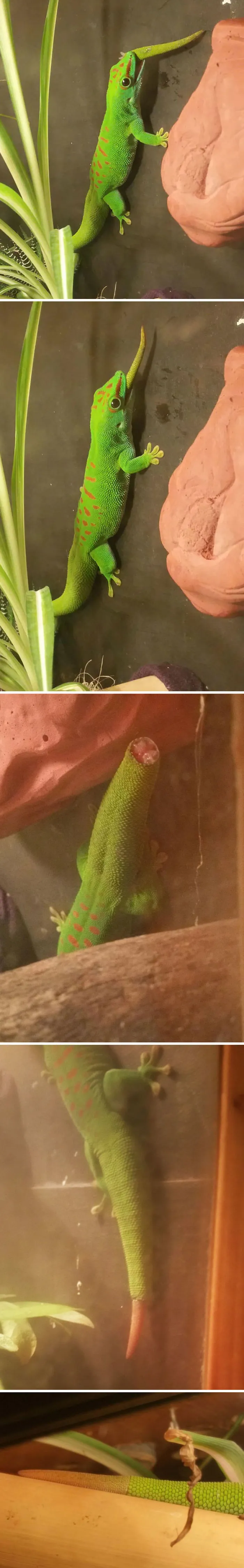 My Gecko Ate His Tail