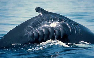 50 Times Nature Made Us Say NOPE" (WARNING: This List Might Be Too Scary For You)"