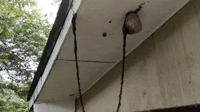 Marabunta atacando un panal de avispas
