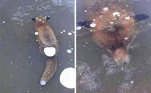 50 Times Nature Made Us Say NOPE" (WARNING: This List Might Be Too Scary For You)"