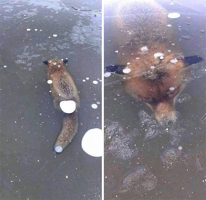When Mozilla Freezes