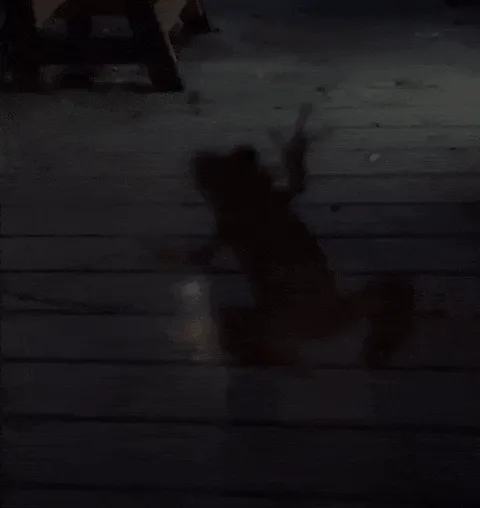 A Firefly Kept Right On Flashing After Being Eaten By A Frog