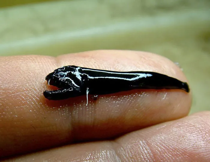 Esta especie recién descubierta sobrevive en volcanes y tiene un aspecto de pesadilla
