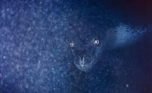 50 Times Nature Made Us Say NOPE" (WARNING: This List Might Be Too Scary For You)"